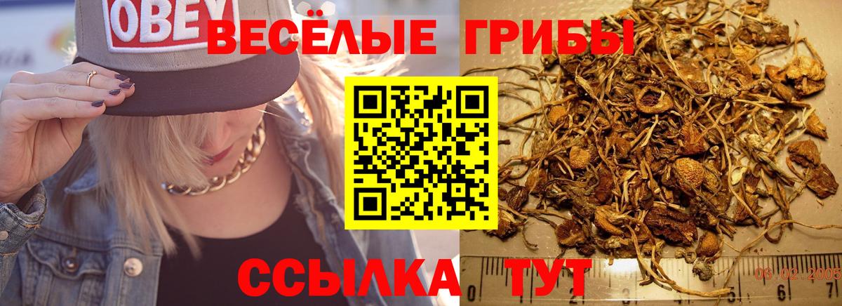 Галлюциногенные грибы Psilocybe  закладка  Тихорецк  Вход с VPN 